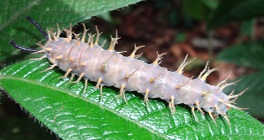 Spiky Caterpillar photo